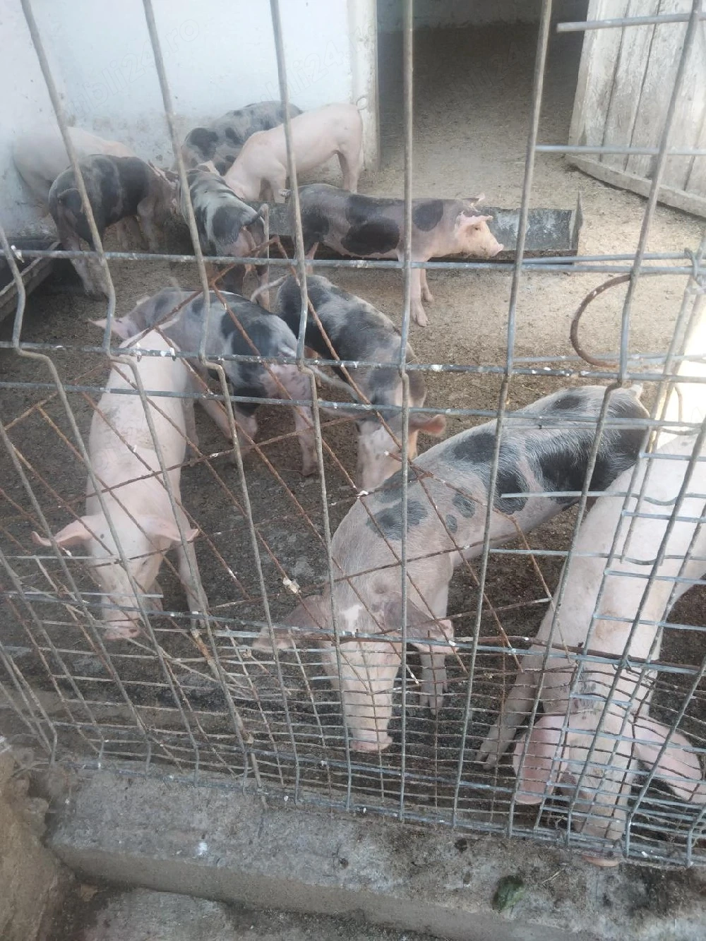 purceii de vânzare 8 săptămâni 