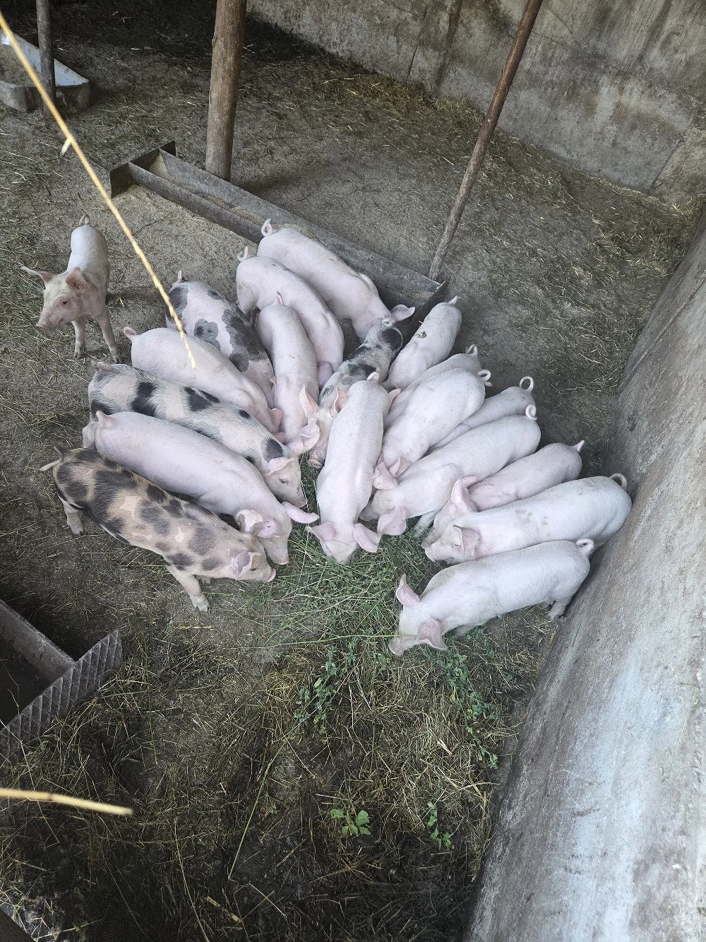 purcei de vânzare 