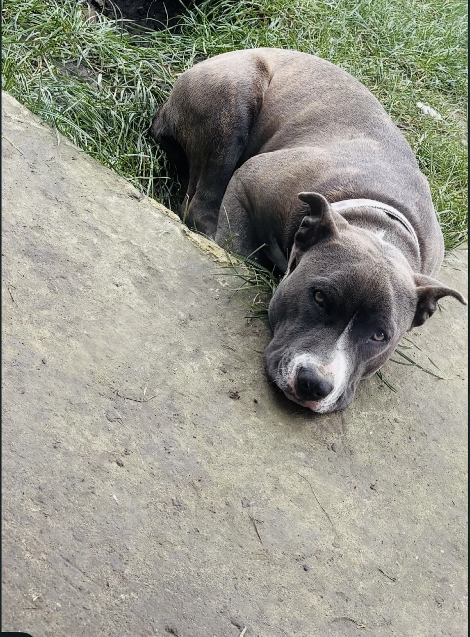 Donez femela amstaff 