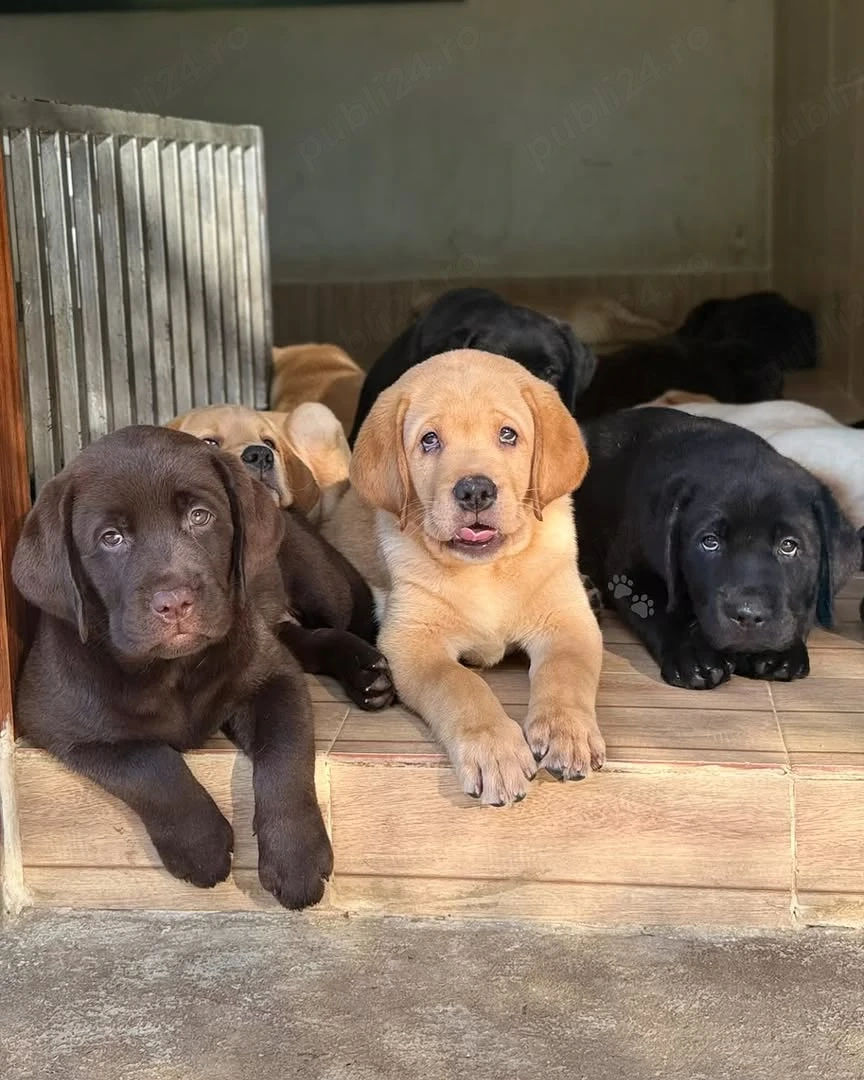 Puii de labrador foarte drăguți și adorabili pentru familia ta
