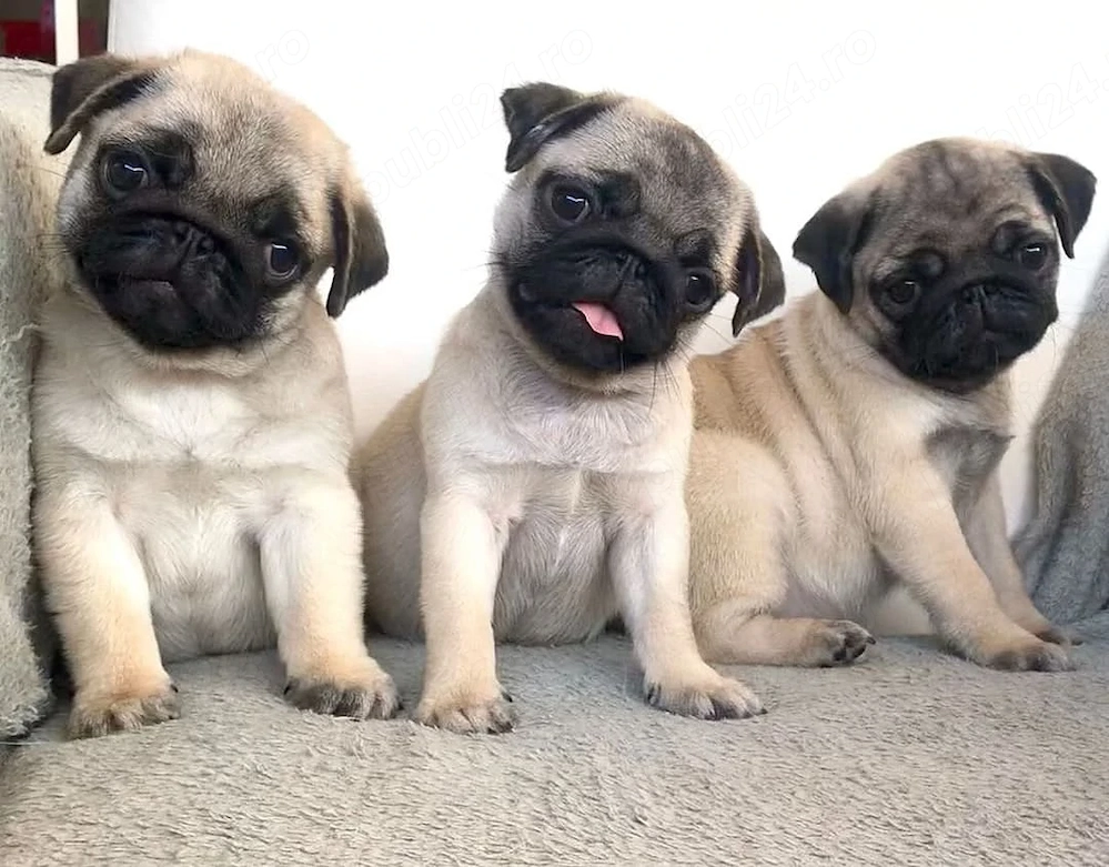 Avem acești pui de pug foarte drăguți, gata să vă întâmpine 