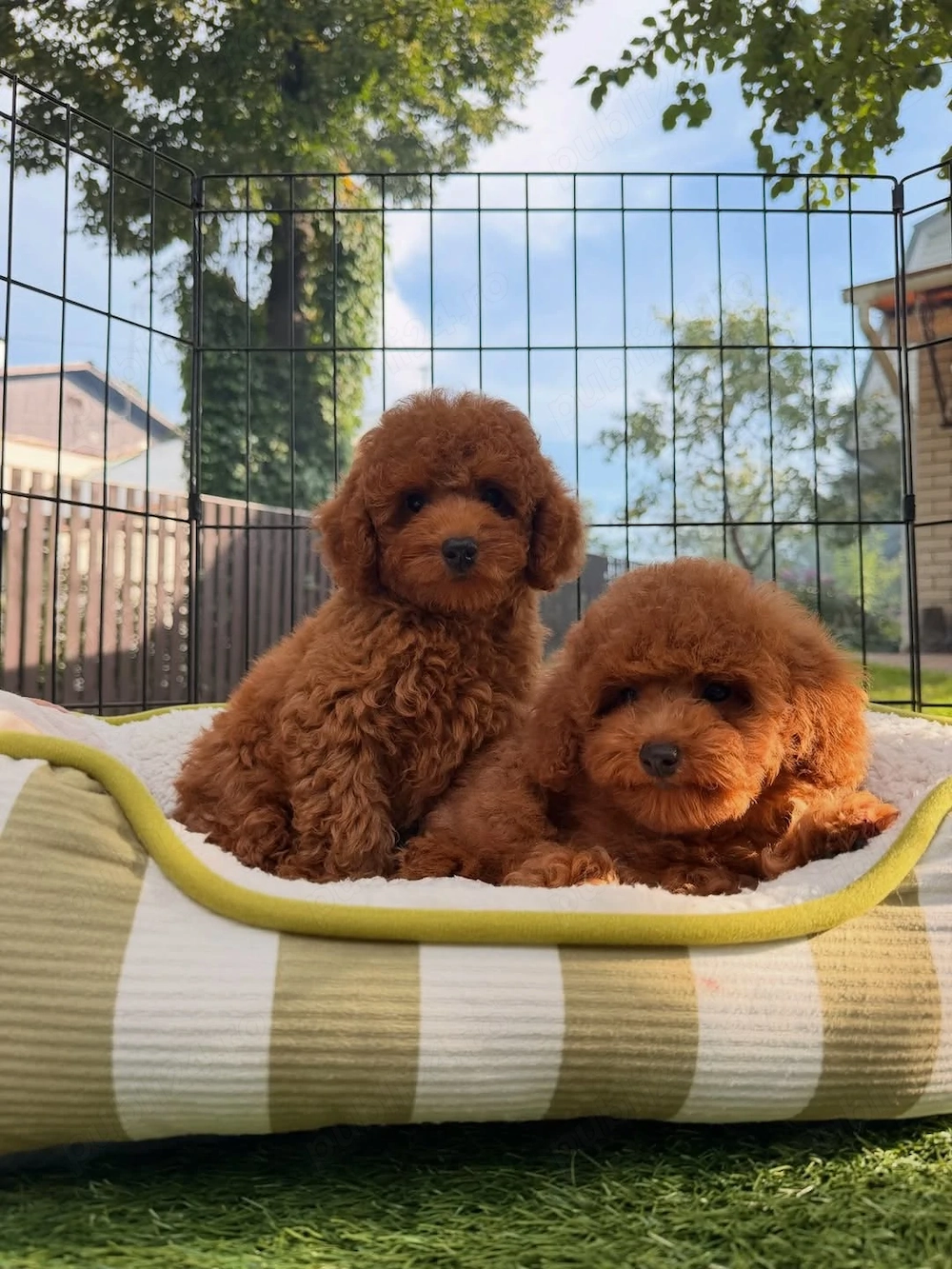 Pui de pudel toy minunați, disponibili acum și gata să vină la tine 