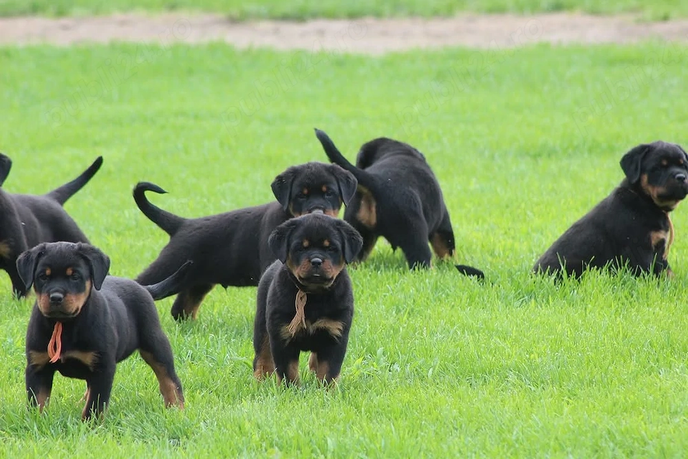 Vino să vezi puii noștri drăguți și afectuoși de rottweiler, care te așteaptă acum