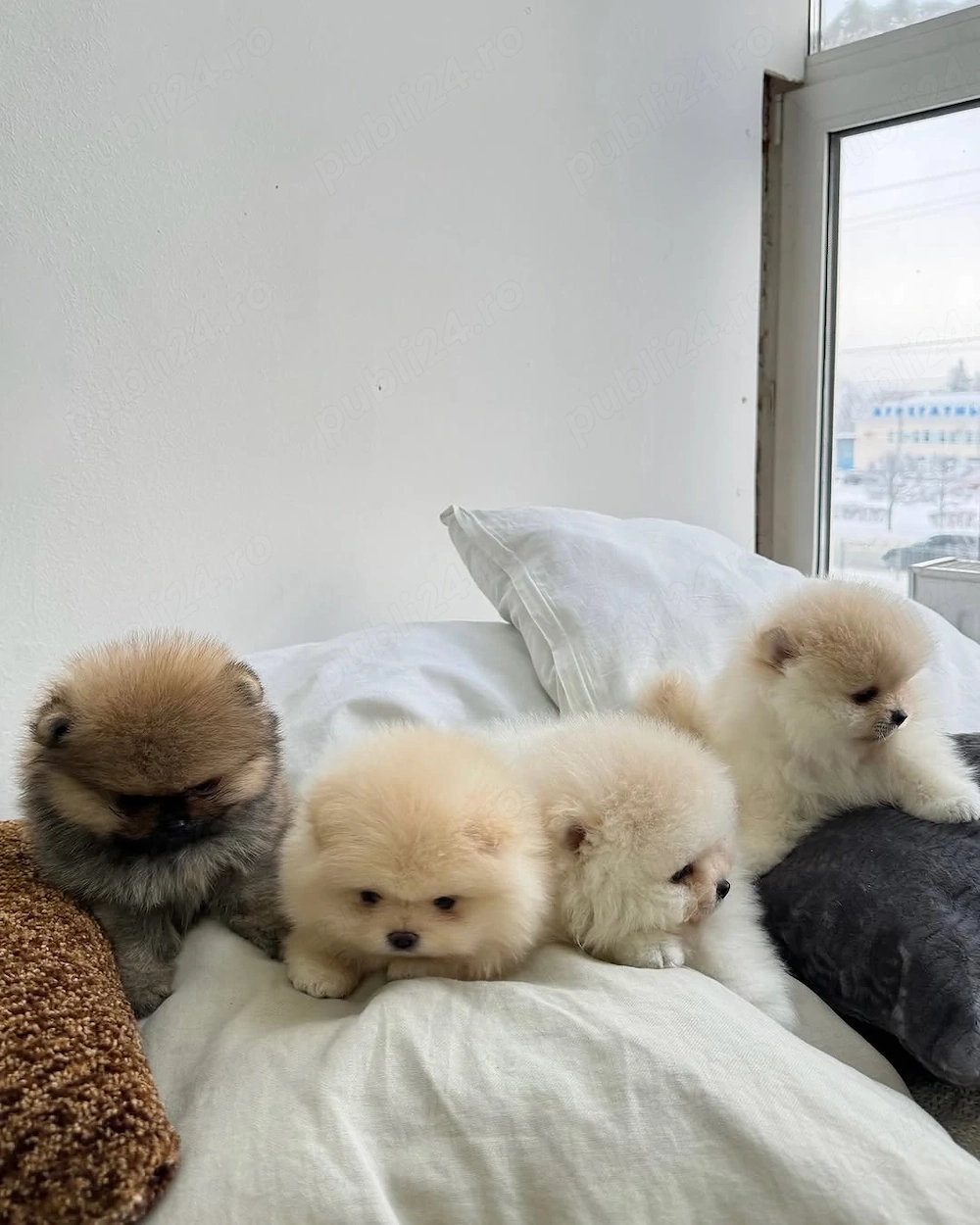 Veniți să vedeți puii noștri de Pomeranian, frumoși, sănătoși și afectuoși