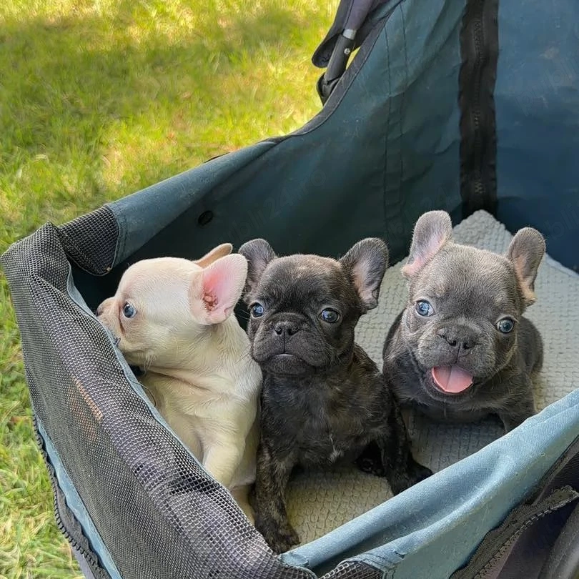 Pui de bulldog francez drăguți, minunați și afectuoși, disponibili acum 
