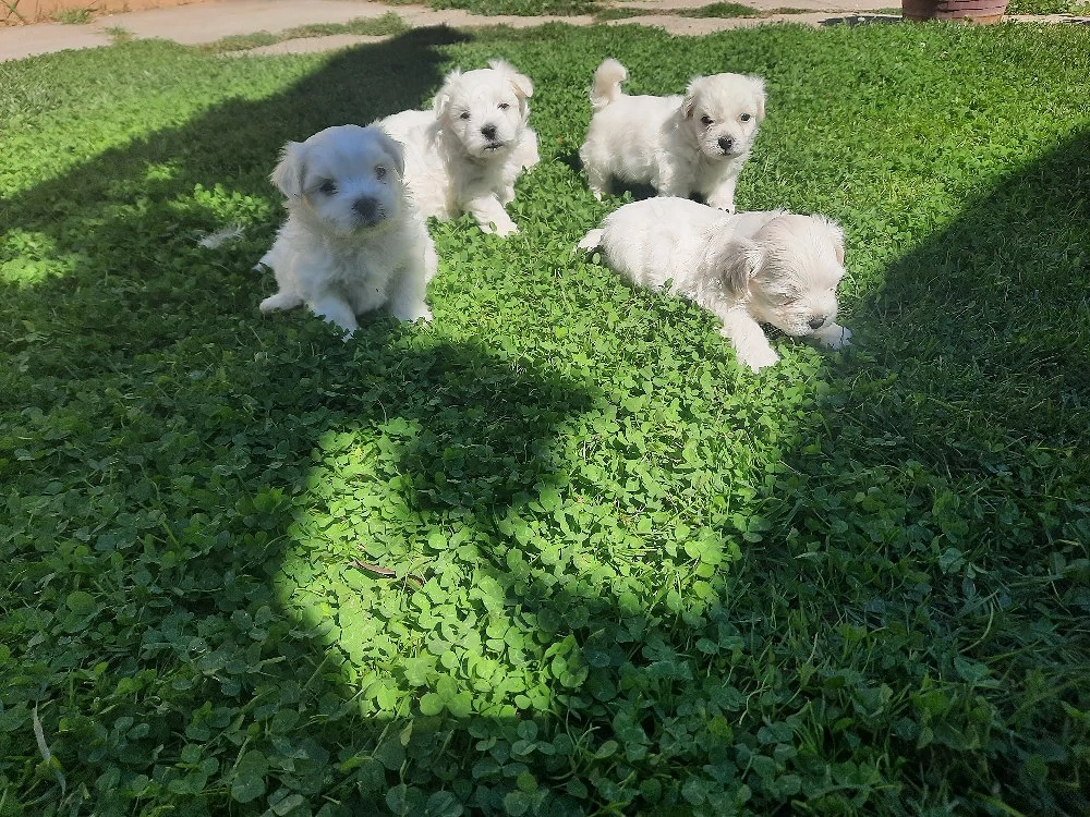 catei bichon 