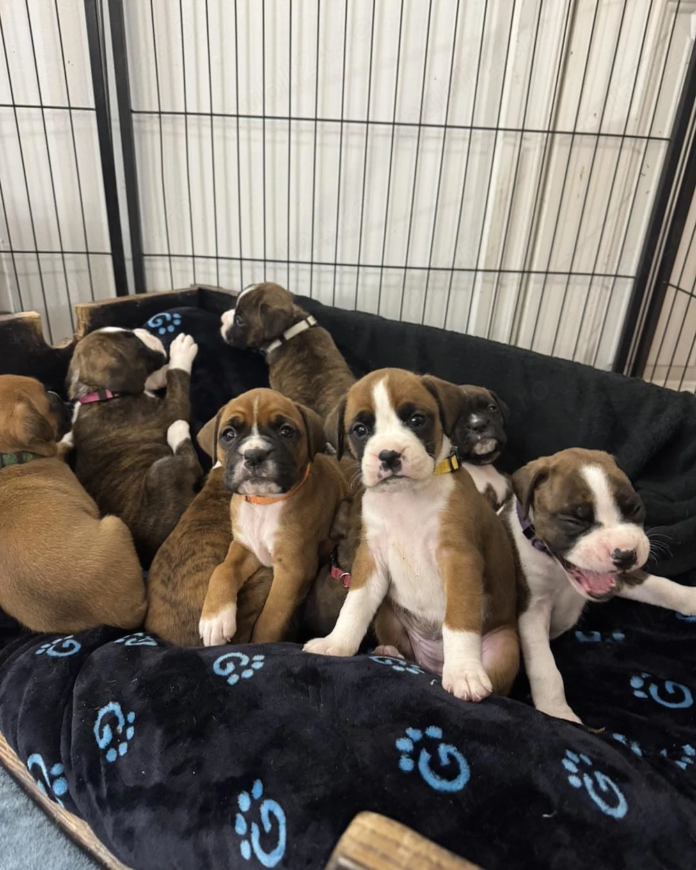 Puii de boxer de calitate superioară și sănătoși sunt acum disponibili și gata de a fi luați 