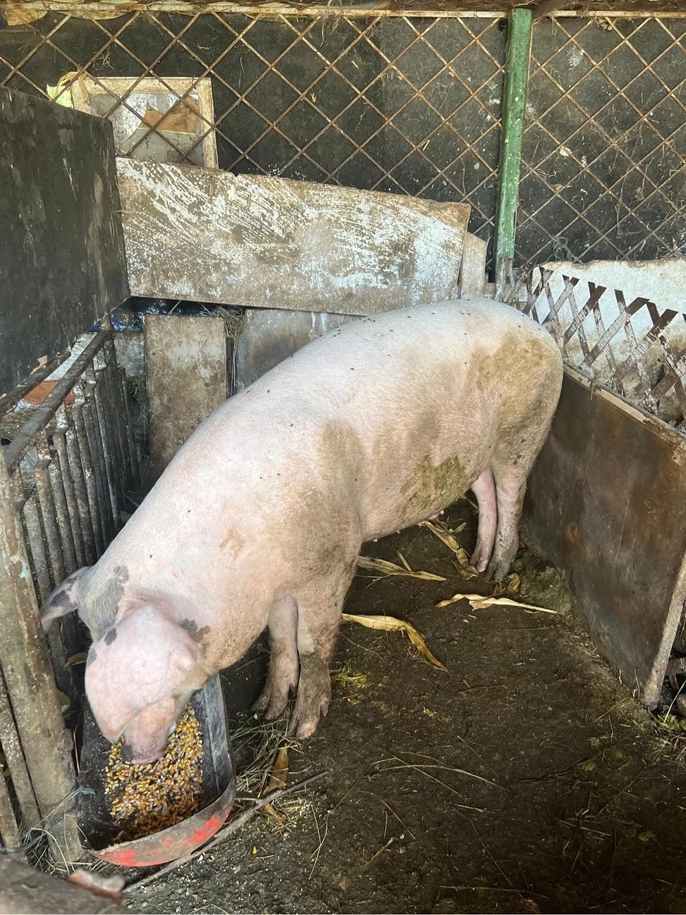 porci crescuti in curte,landrace carne