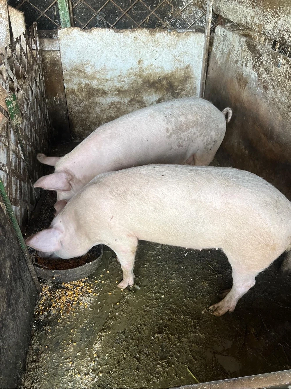porci crescuti in curte,landrace carne
