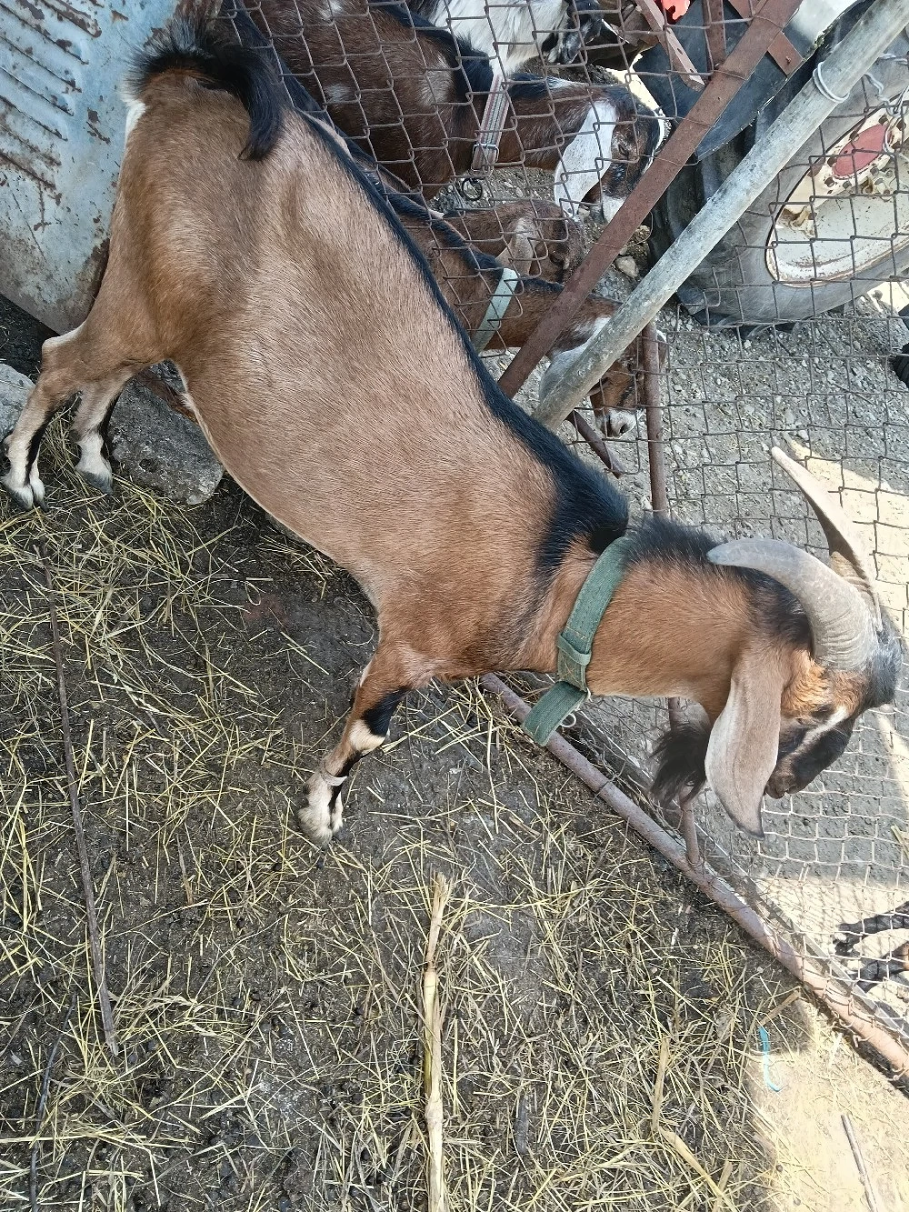 Anglonubian Țap si doua capre