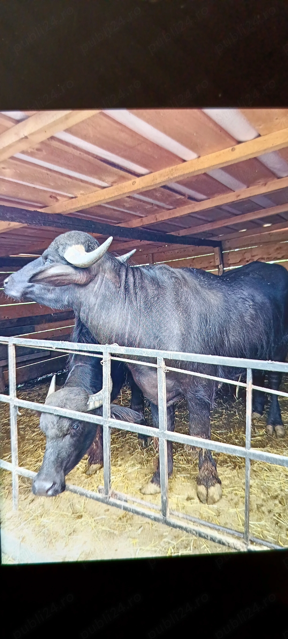 Pereche bivoli disponibili