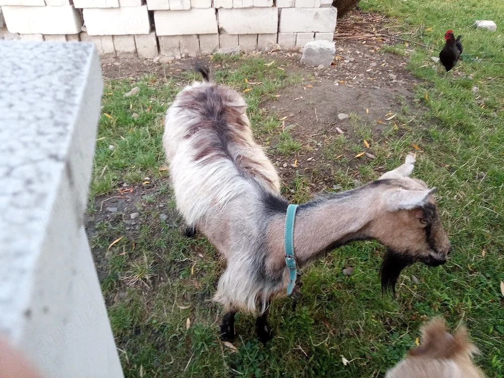 2 capre de vanzare