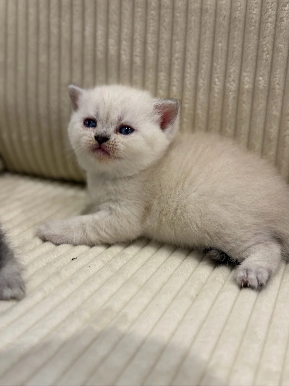 motanel british shorthair color point 