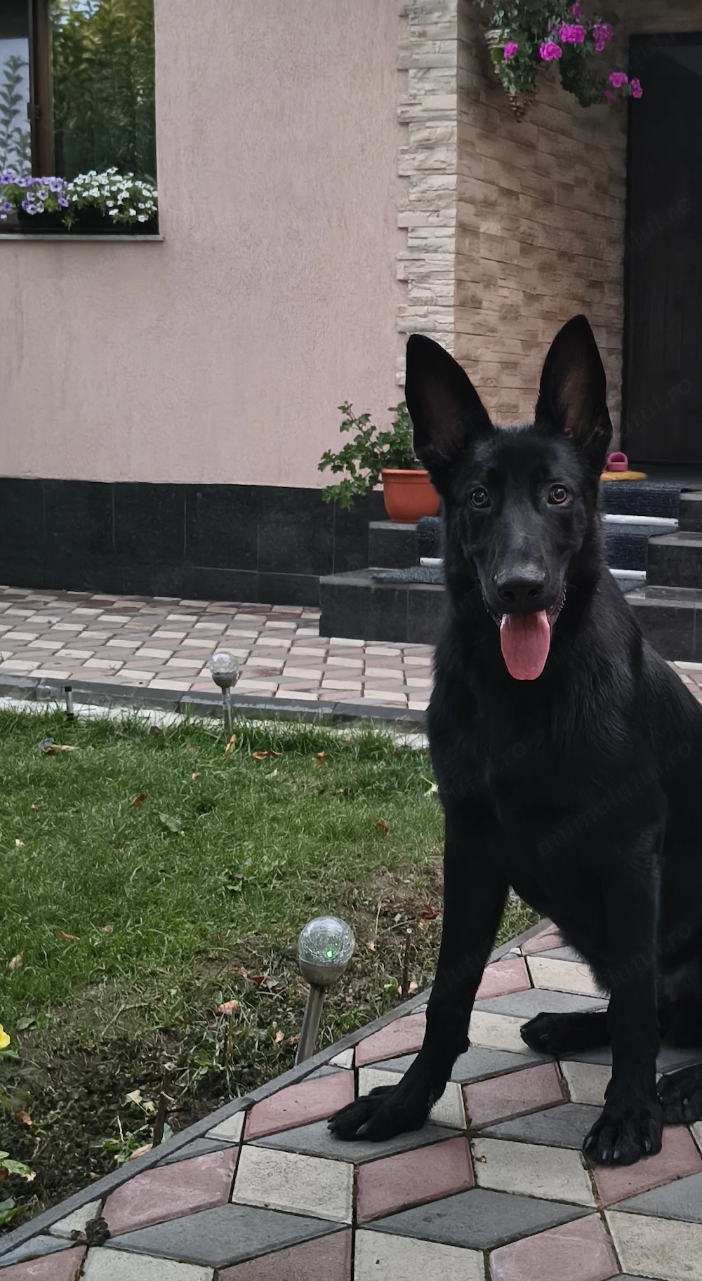 Ciobanesc german negru 