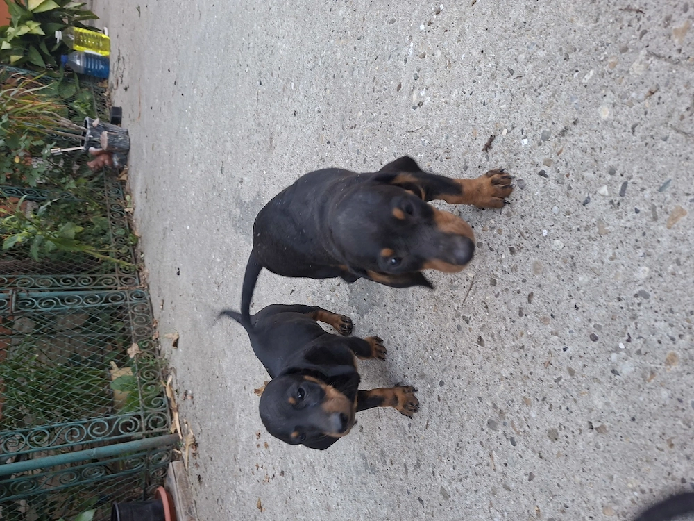Căței Tekel cu par scurt 