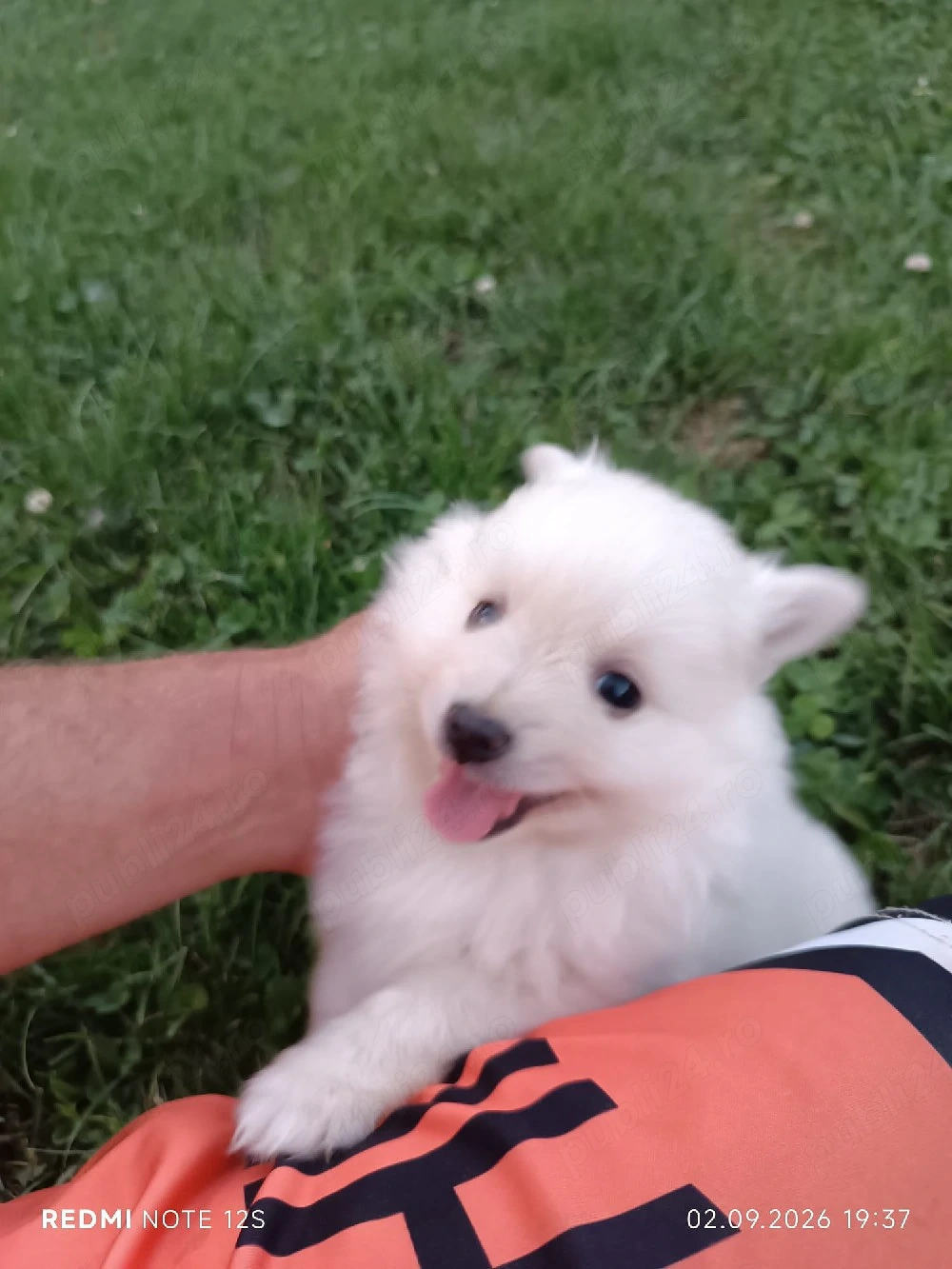 Pui cățeluș Spitz Pomeranian