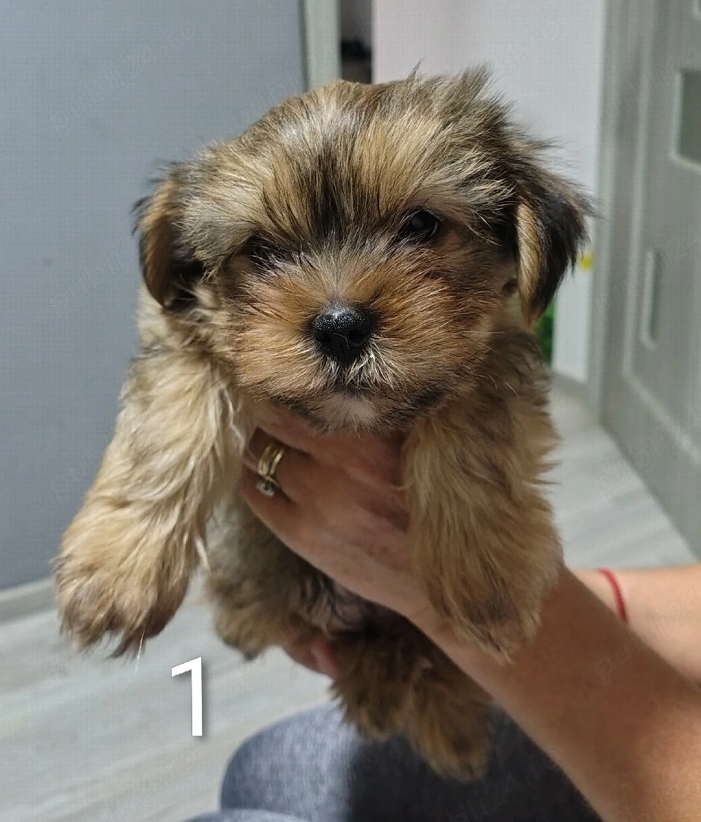 Căței shih tzu-yorkshire terrier