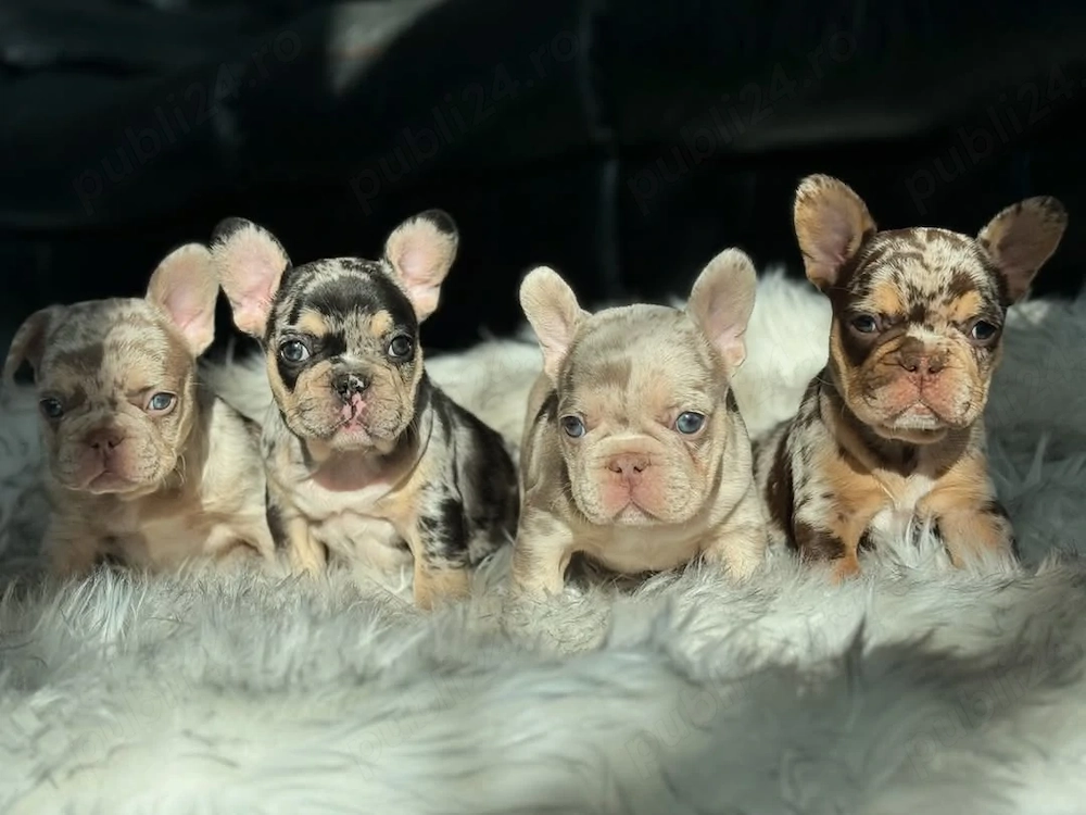 Pui de bulldog francez de rasă pură, sunt foarte drăguți și jucăuși