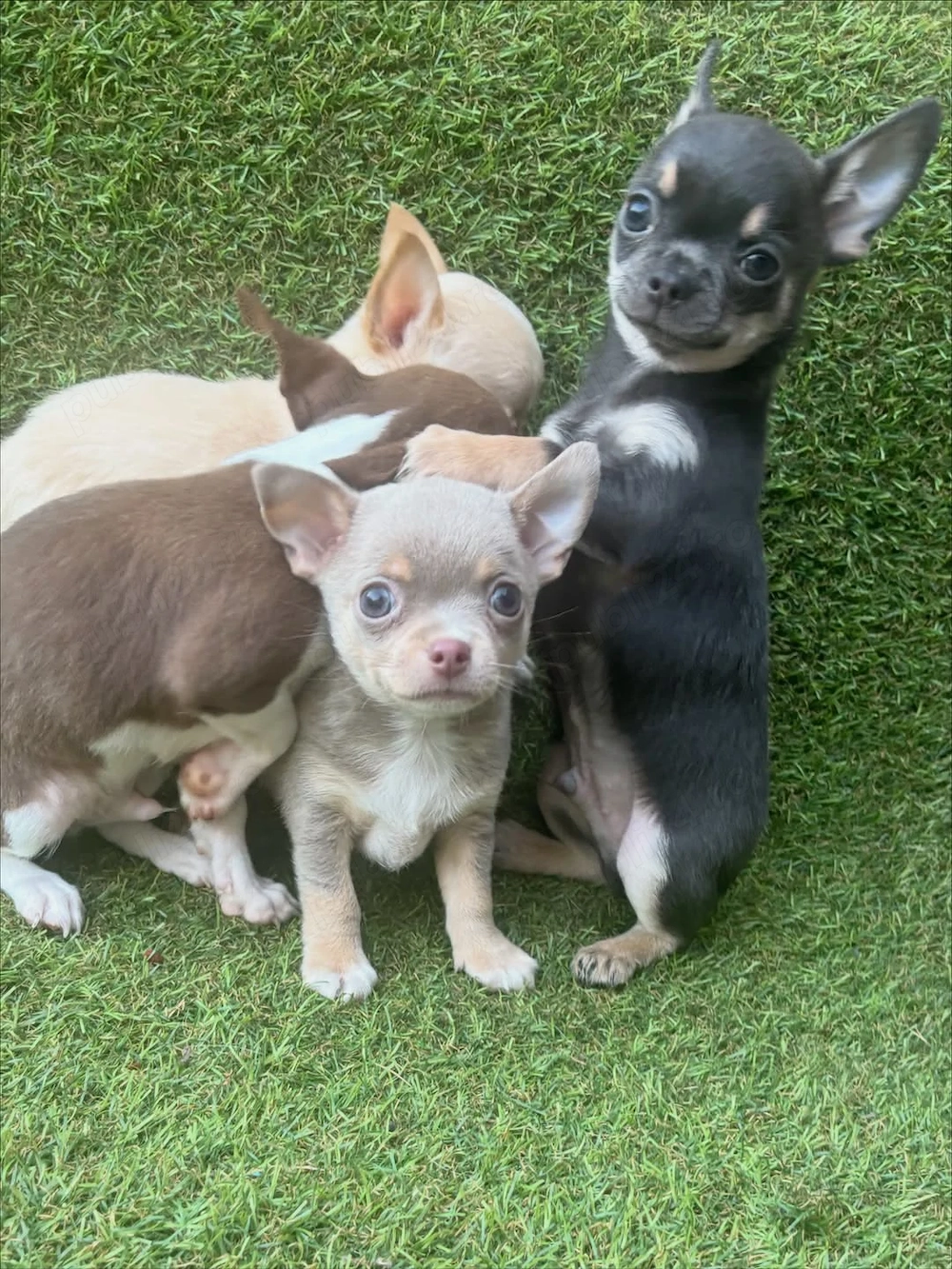Vino să primești toată dragostea de care ai nevoie de la puii noștri de chihuahua 