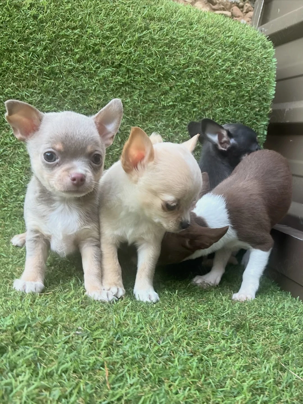 Uitați-vă la acești pui de chihuahua drăguți, minunați și adorabili