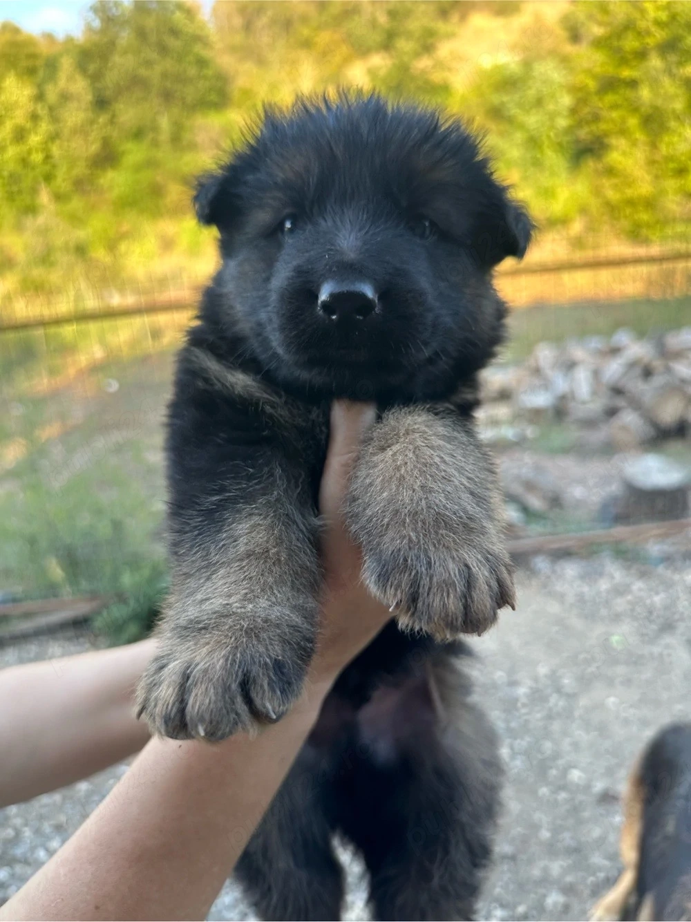 Puișori de ciobănesc german