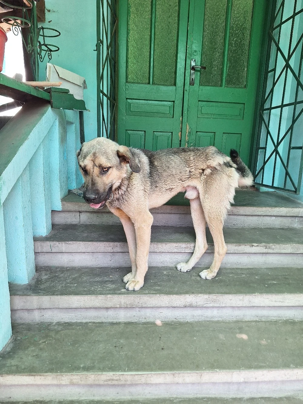 Kangal adult de donat
