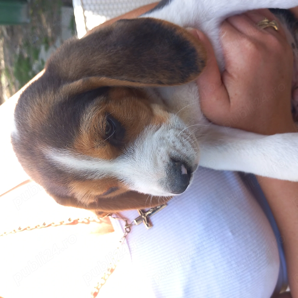 Cățeluși Beagle de vânzare 