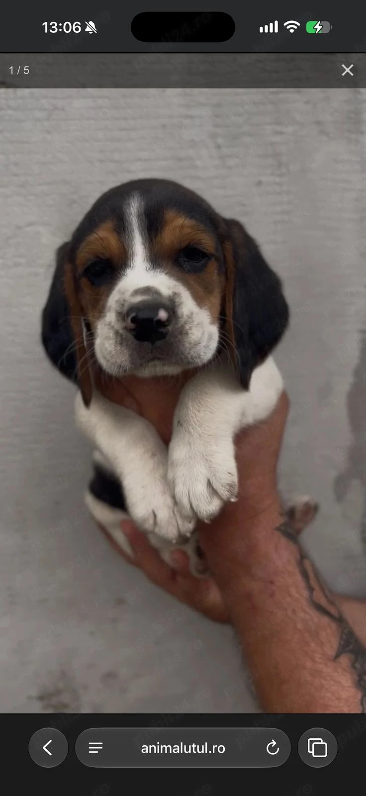 Pui beagle de vânzare 