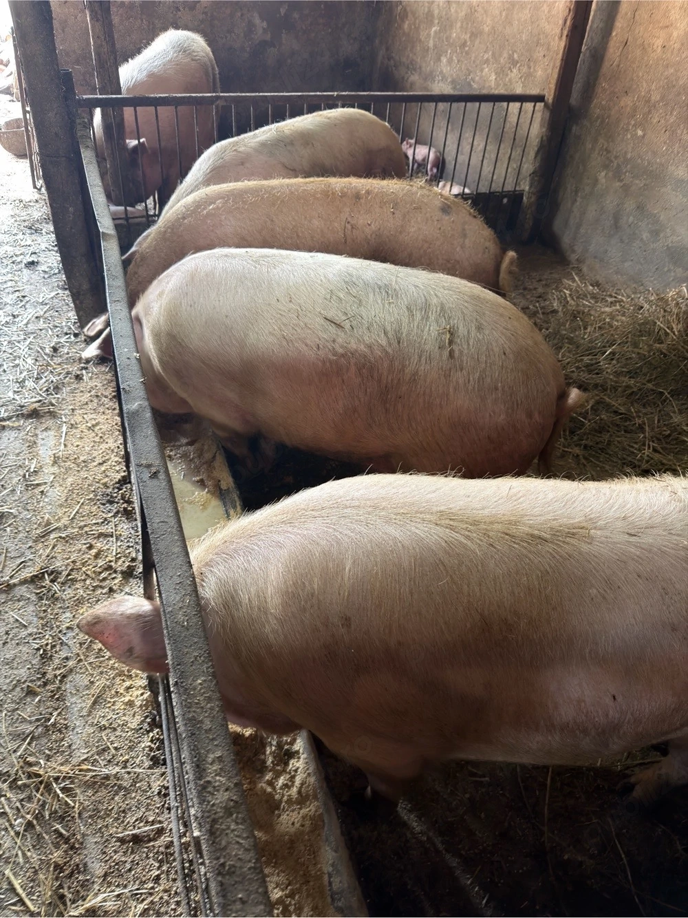 Porci de vanzare 