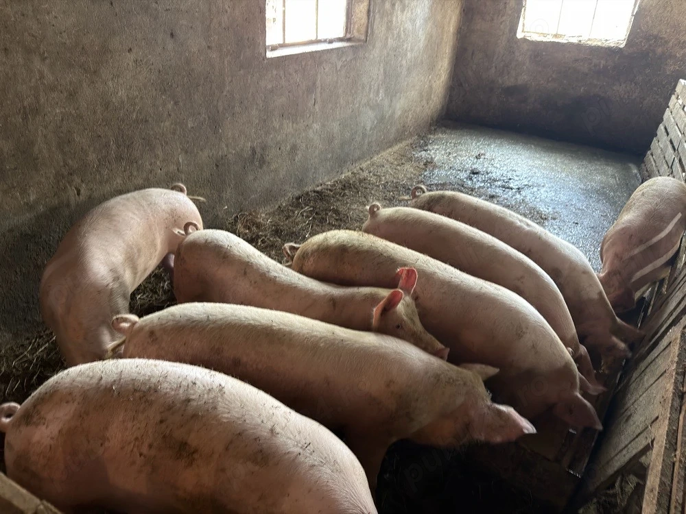 Vand porci 