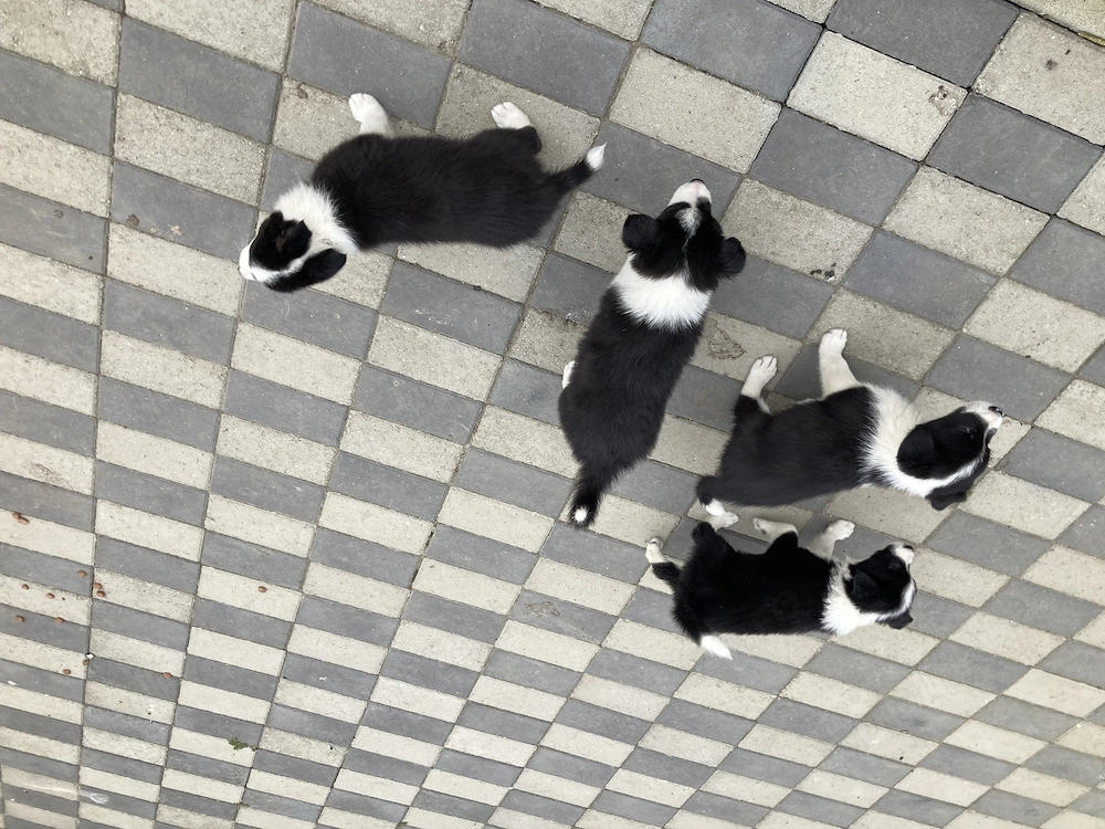 Catei border collie 