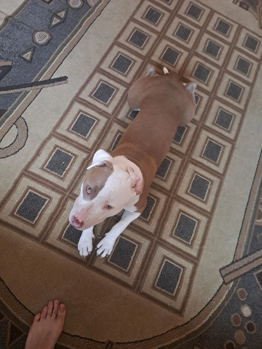 vand femela amstaff