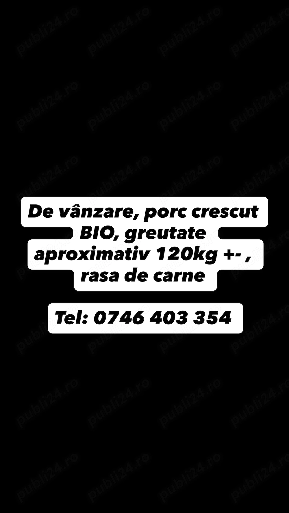 Porc de vânzare - rasă carne - 15lei kg