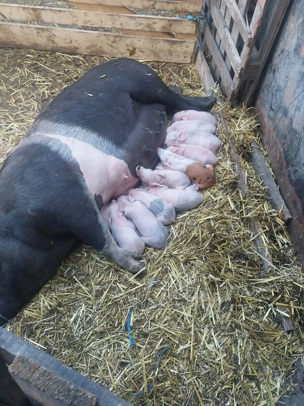 vând scroafe cu purcei 