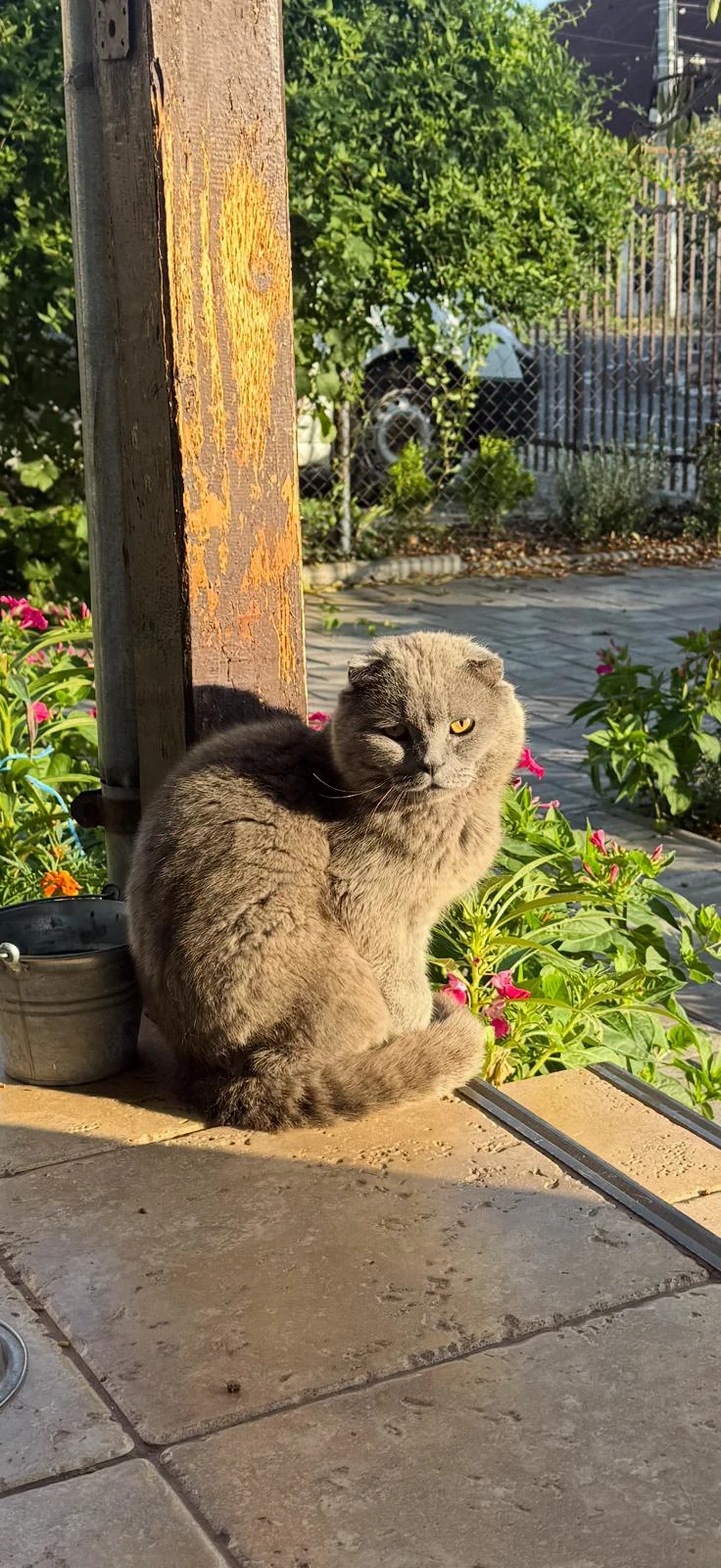 Pui pisica British Shorthair x Scottish Fold - rezervari