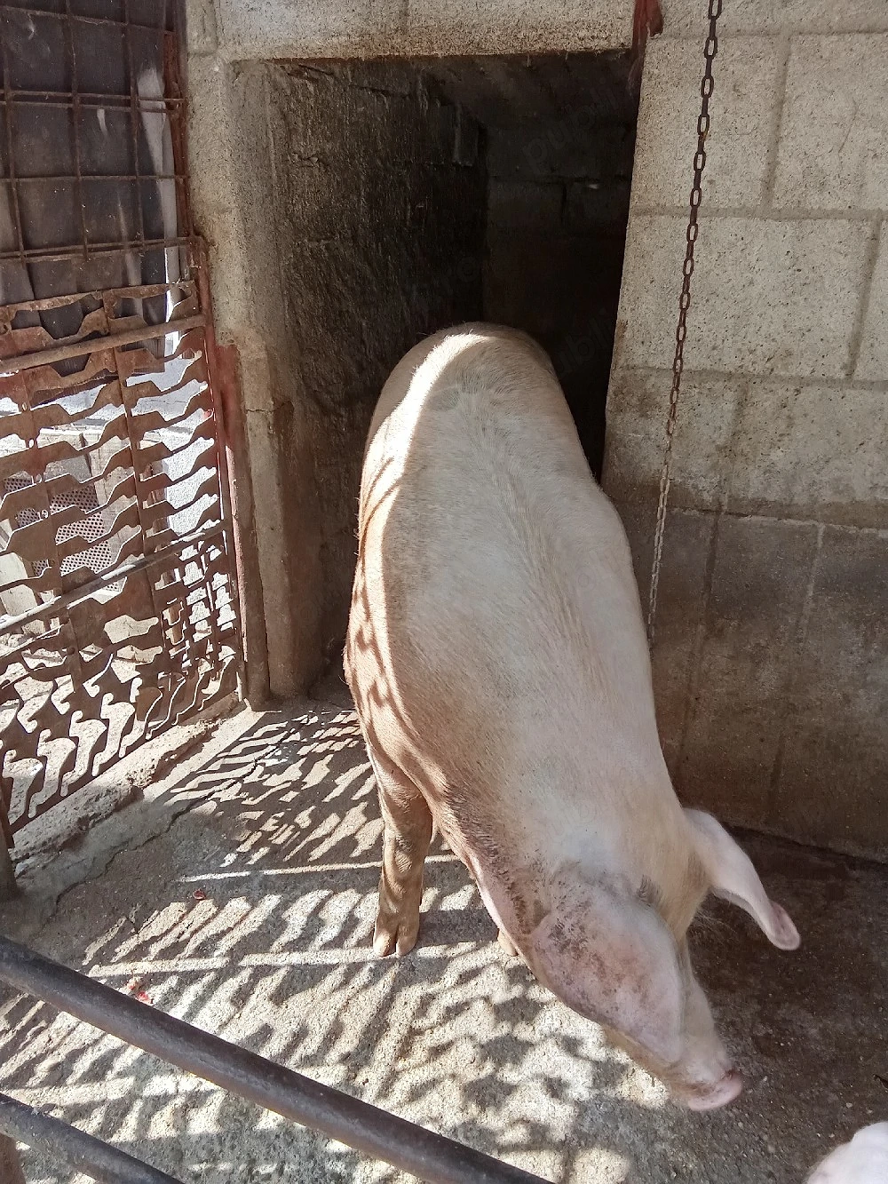 Porc de vânzare 
