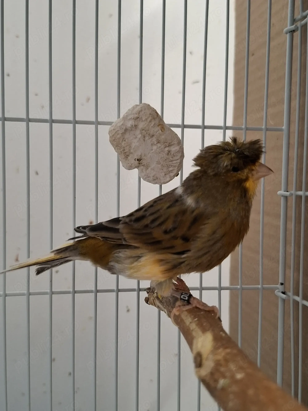 Canari  cantec ,timbrabo
