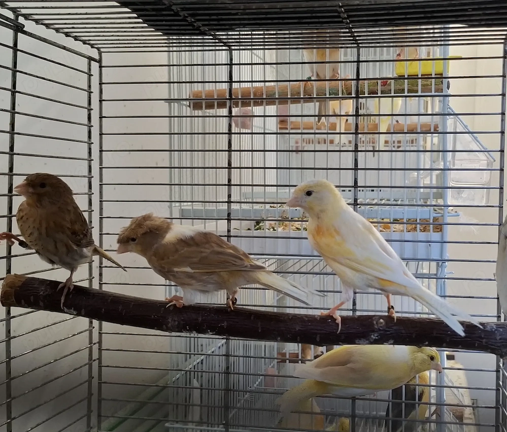 Canari  cantec 