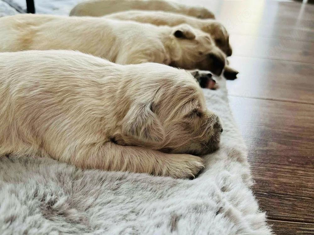 Pui Golden Retriever