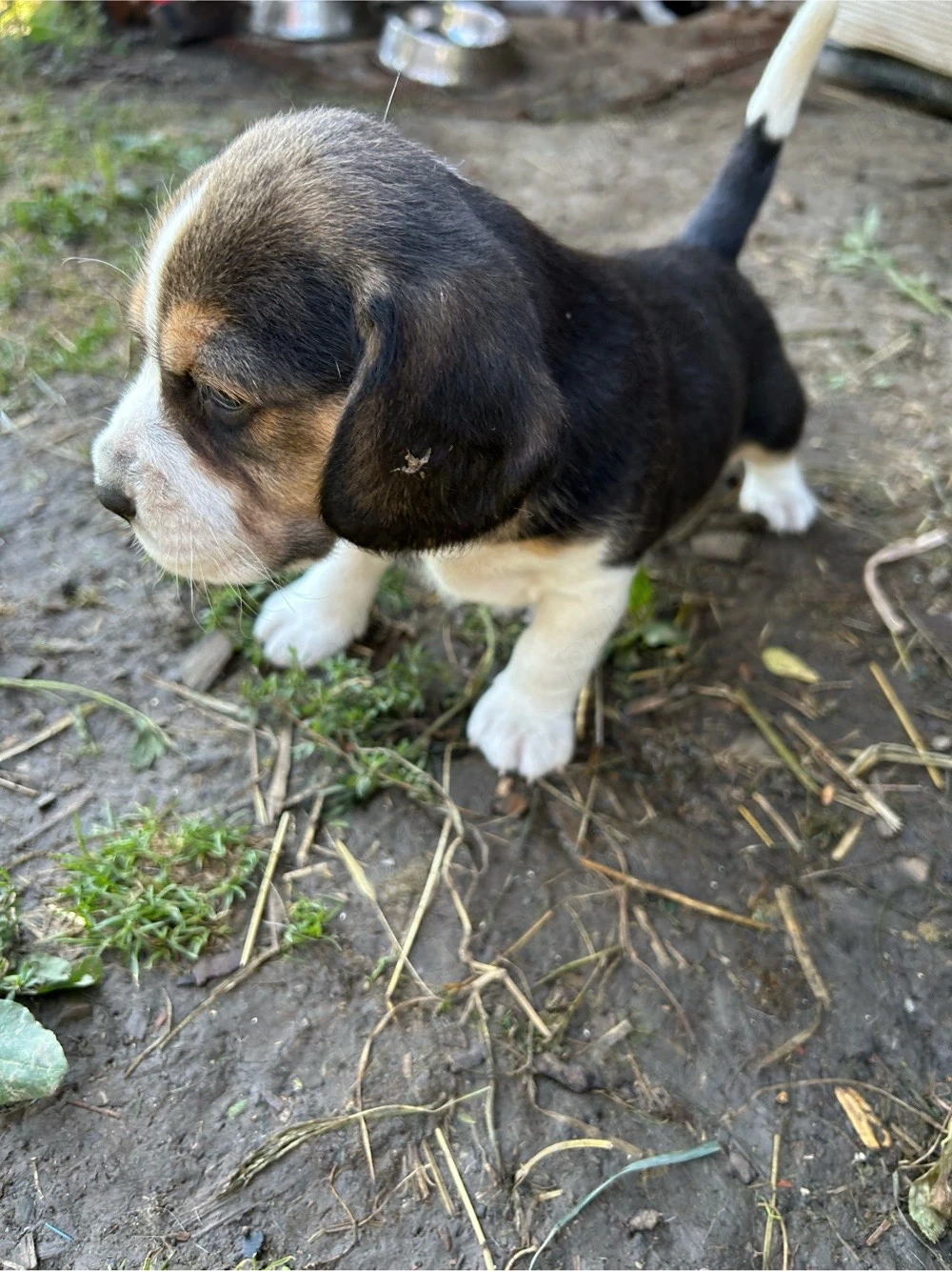 Pui Beagle tricolor