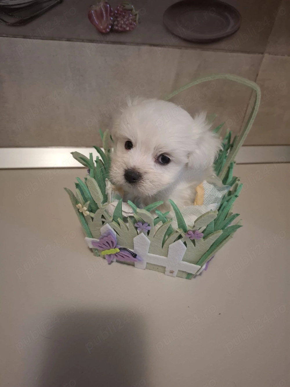 Bichon mini
