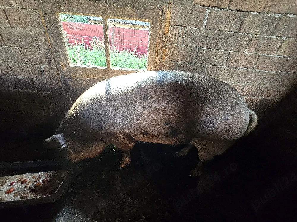 Porc 450-500 kg