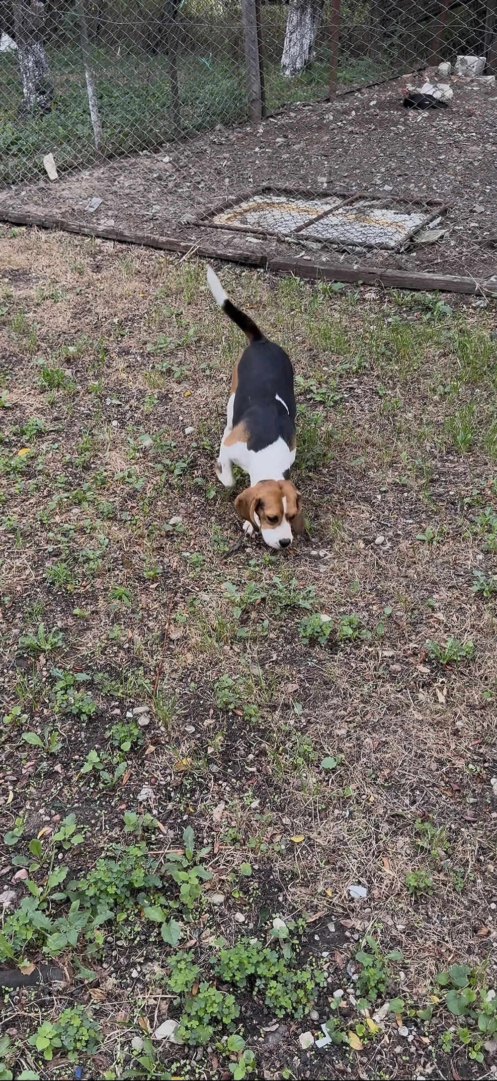 Pereche Beagle frumosi