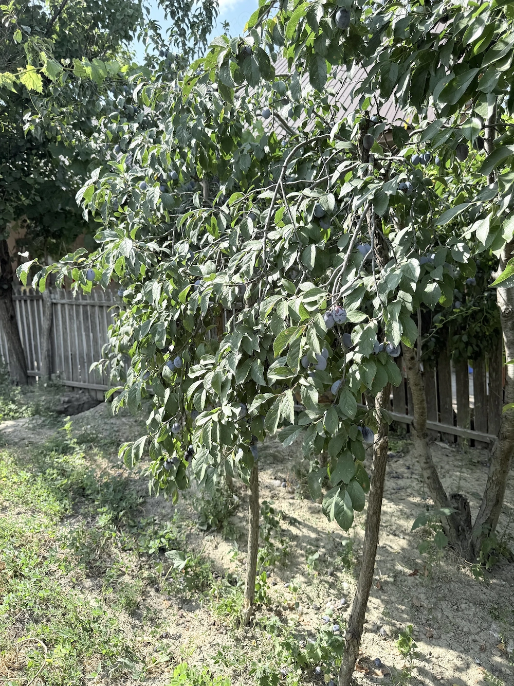 Casă+Teren