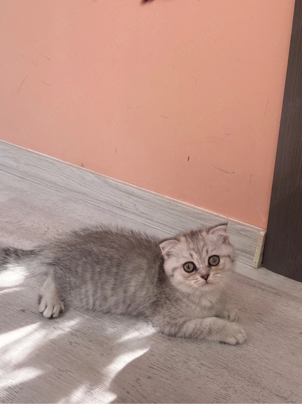 Scottish Fold Chinchilla - femelă