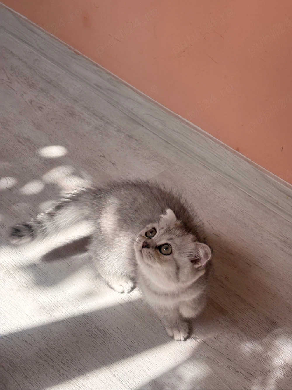 Scottish Fold Chinchilla - femelă