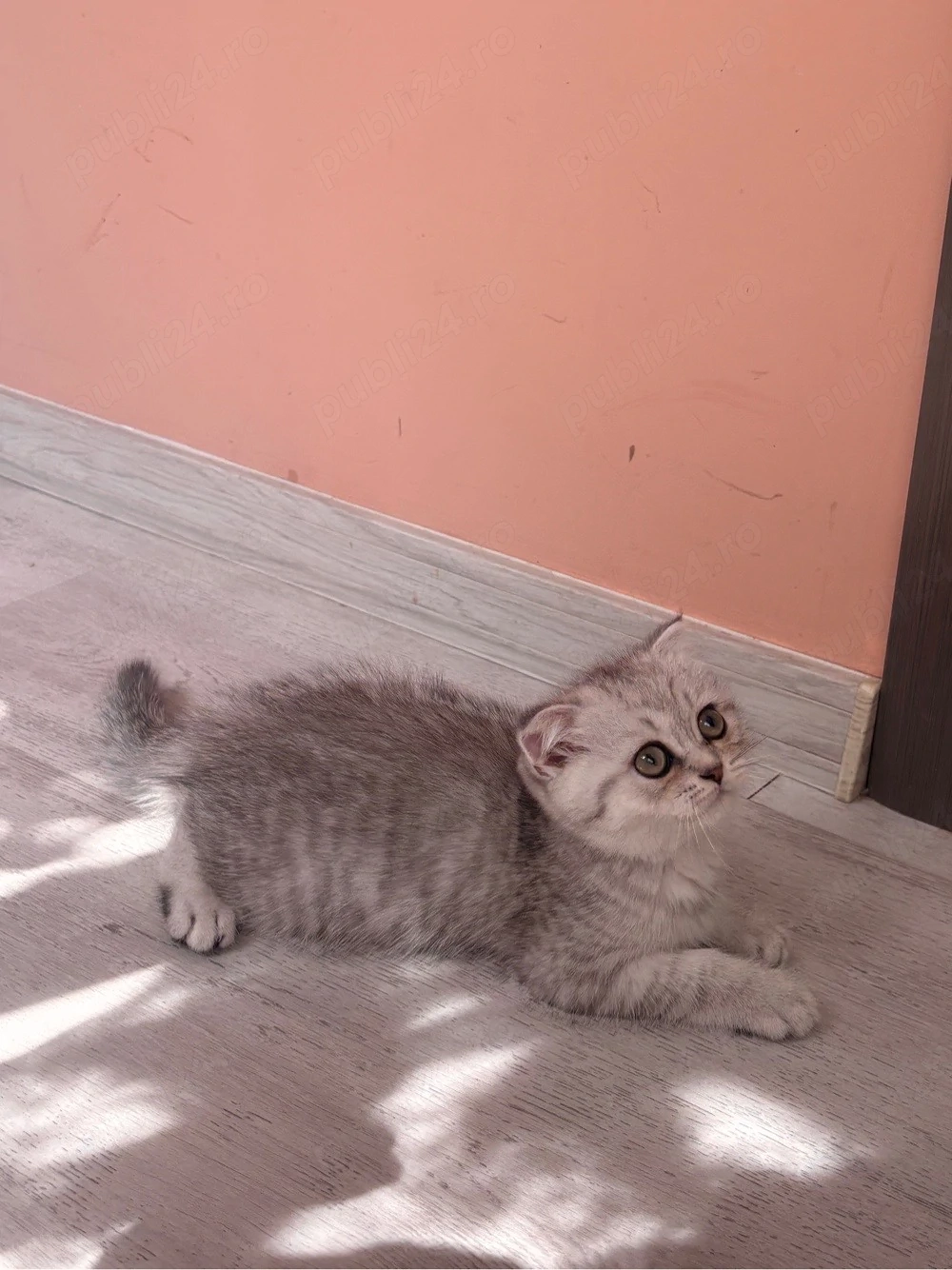 Scottish Fold Chinchilla - femelă