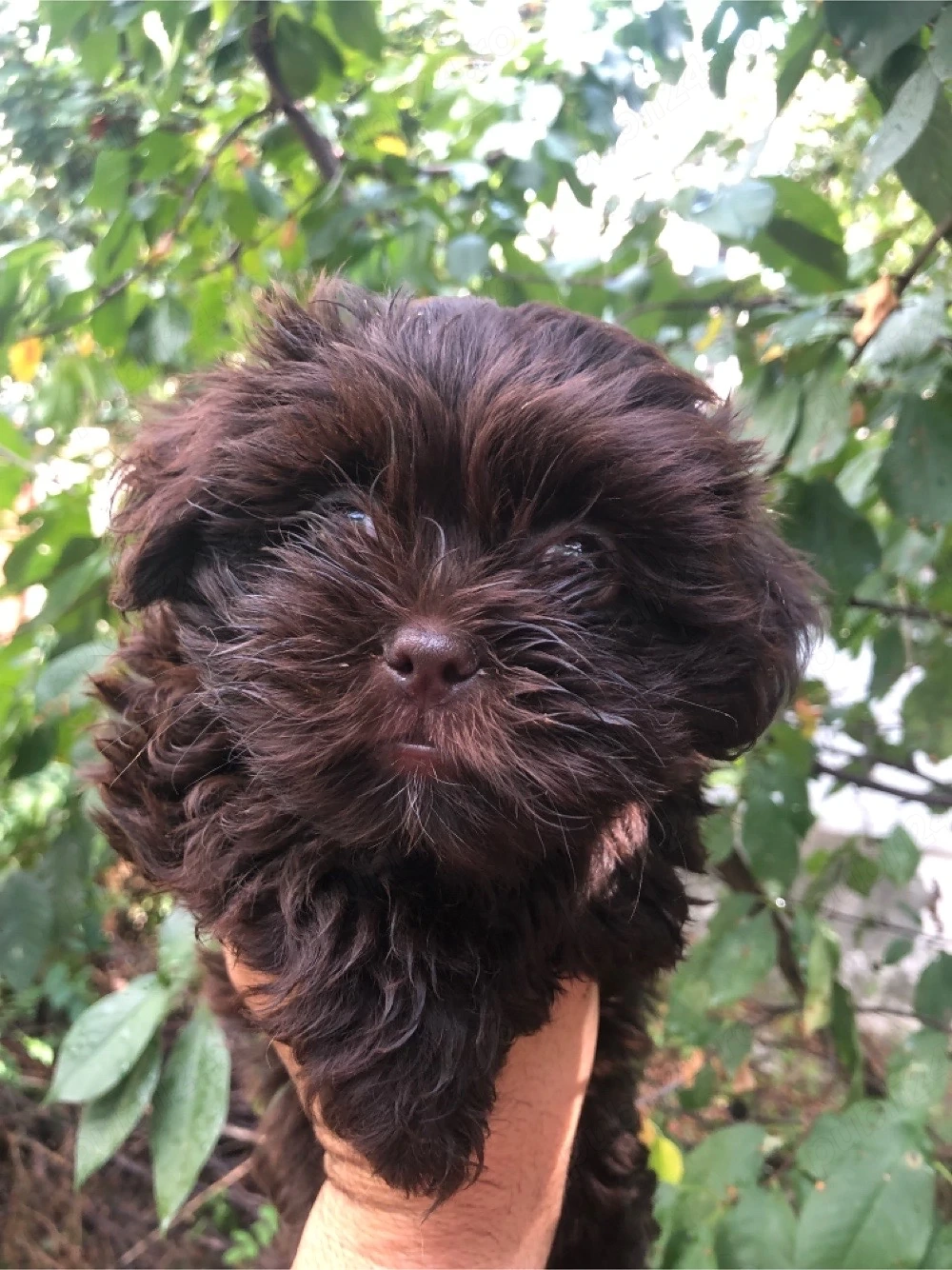 bichonel maltipoo ciocolatiu