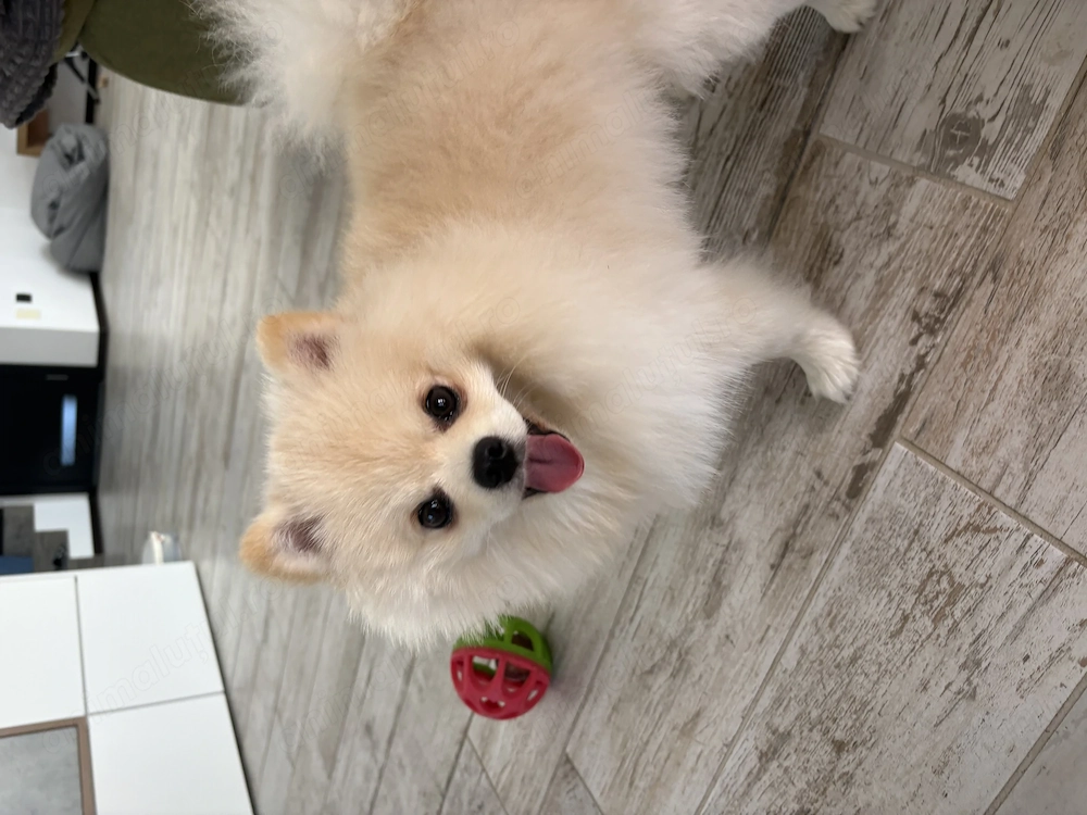 Pomeranian băiețel 10 luni