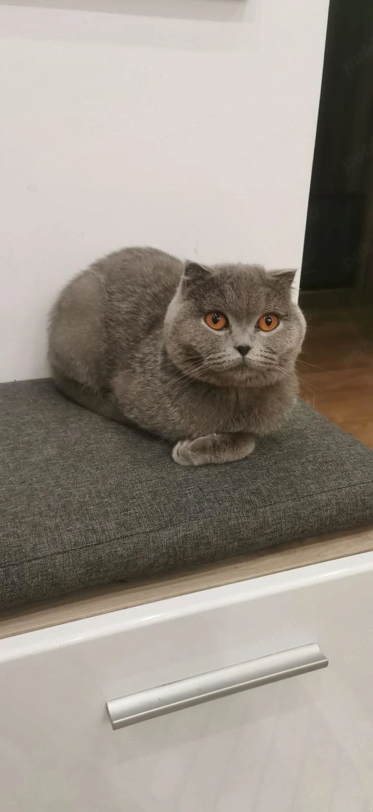 Scotish fold blue fetiță